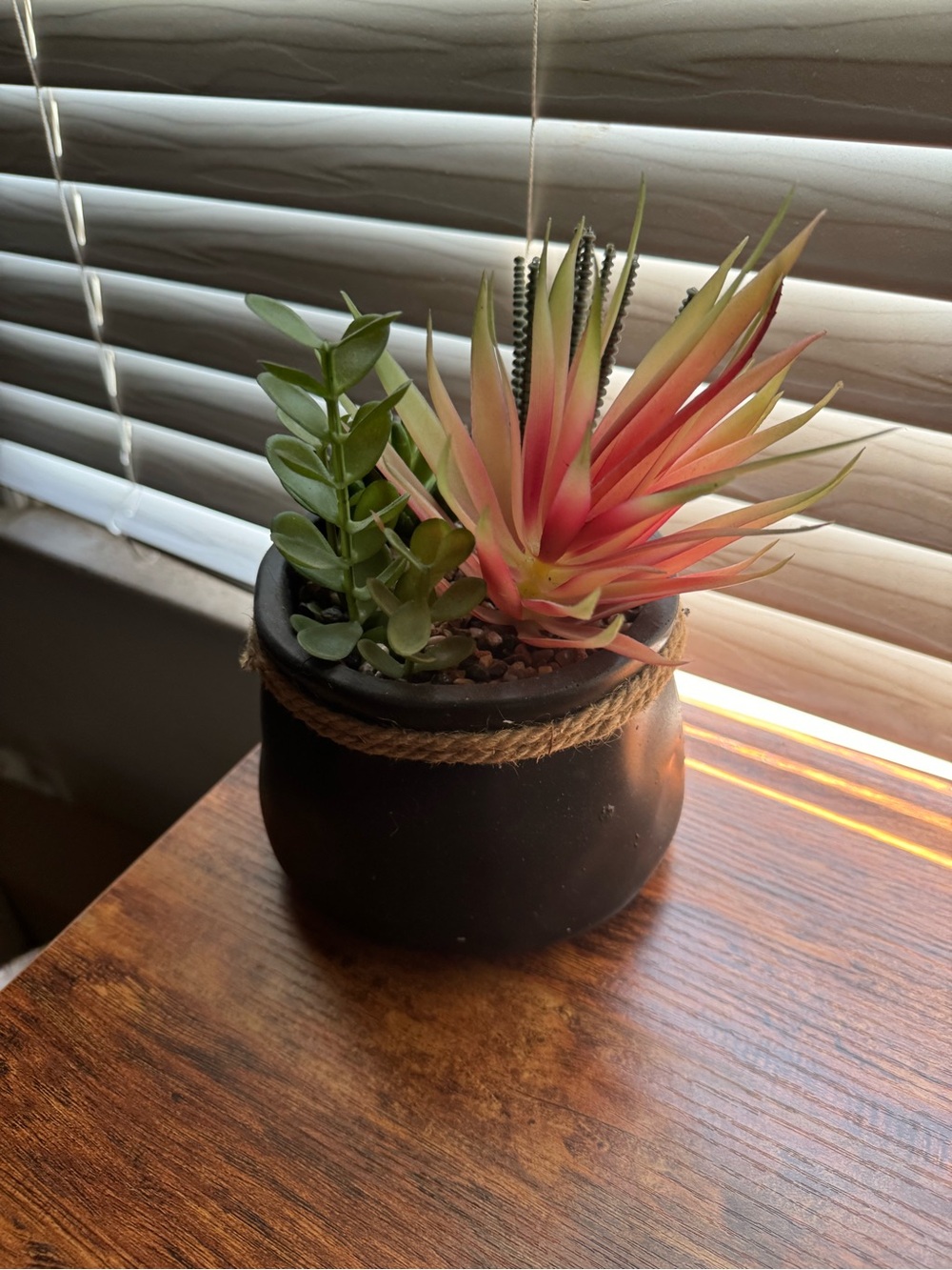 Artificial Succulent Arrangement in Black Rope-Trim Pot - Picture 2 of 6